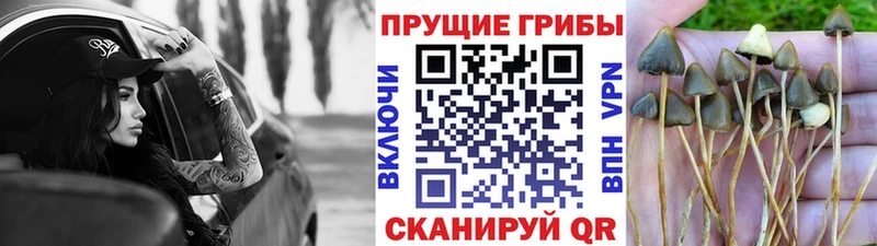 Галлюциногенные грибы Psilocybine cubensis продажа наркотиков Гороховец